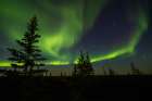 Aurora Borealis, the mystical night lights of the far north Boreal Forest Art Print